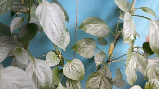 Огород на подоконнике 2022. 11.07.2022 смотреть онлайн