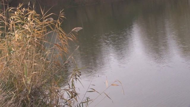 09.11.2018 Ростовское море и каскад прудов реки Темерник смотреть онлайн