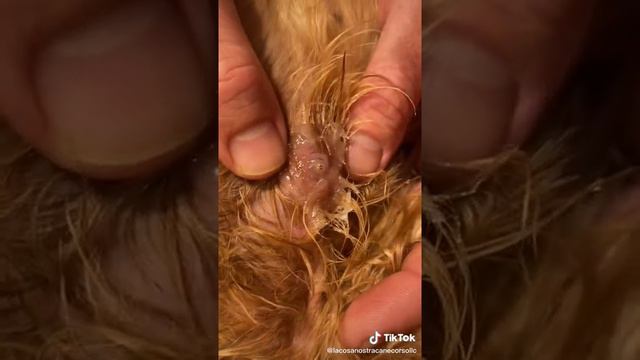 пипец в собаке червь