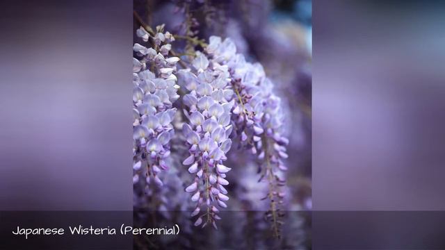11 Fragrant Night-Blooming Flowers That Will Make Your Evenings So Much Lovelier ! смотреть онлайн