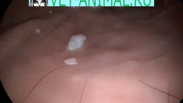 иголка в желудке у кота смотреть онлайн