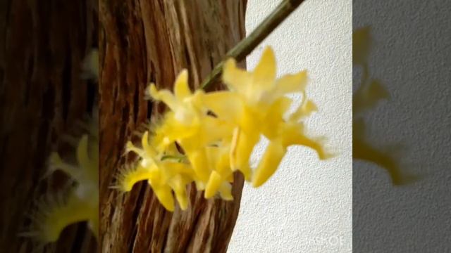 Dendrobium roslii смотреть онлайн