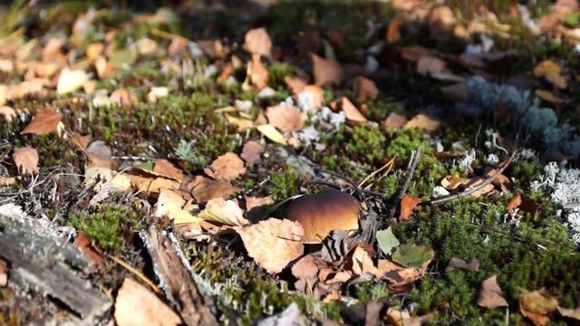 Грибы смотреть онлайн