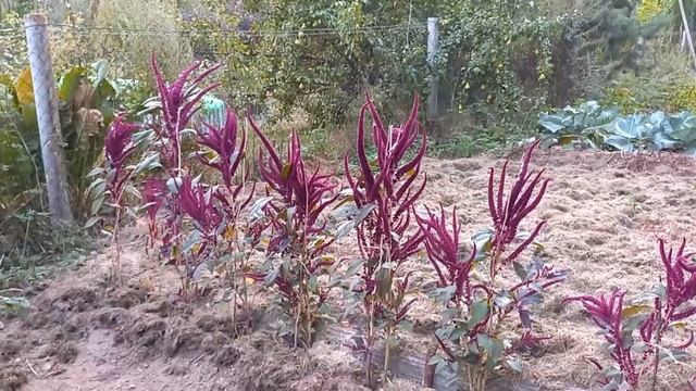 Август 2022 серия №4. Картофель по сортам - собираем урожай) Обзор огорода. смотреть онлайн