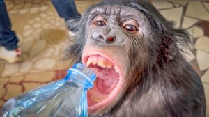 Шимпанзе Боня подавилась орехом! Через 15 минут нам выходить работать в манеж
