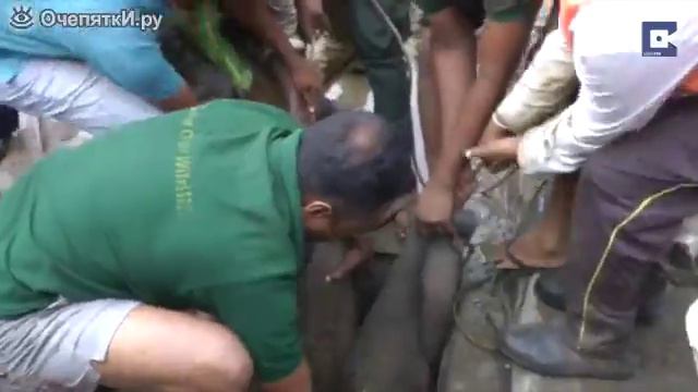 Спасение слона смотреть онлайн