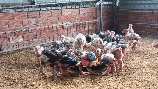 Унікальна порода курей Га Донг Тао або слонові кури. Рідкісна порода птиці з В’єтнаму. смотреть онлайн