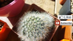 Кактус Маммилярия.  Мои маммилярии. Уход за кактусом..