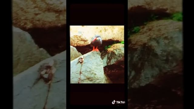 Самая редкая птица в мире (подпишись пожалуйста) смотреть онлайн