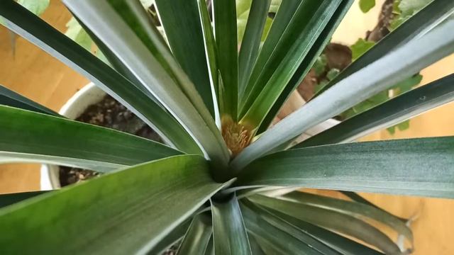 Зацветает ананас, выращенный из семечки. смотреть онлайн