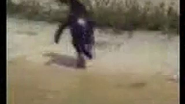 Чокнутый пингвин смотреть онлайн