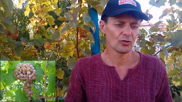 О разнообразии вкуса винограда. смотреть онлайн