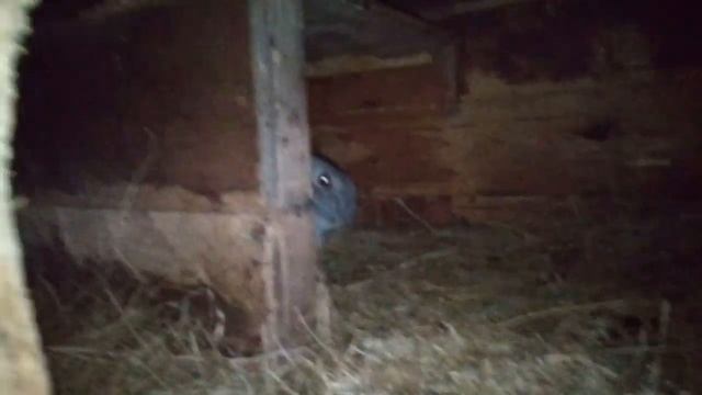 Крольчата открыли глазки смотреть онлайн