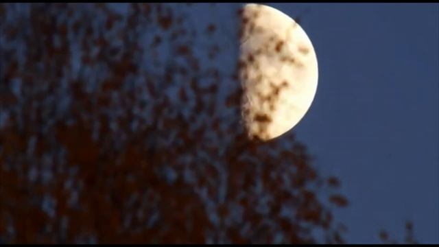 А.С. Пушкин "Шумит кустарник..." читает Виктория Никифорова смотреть онлайн