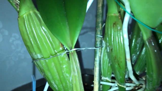Blooming BLc King Of Taiwan Цветение каттлеи, немного об уходе.