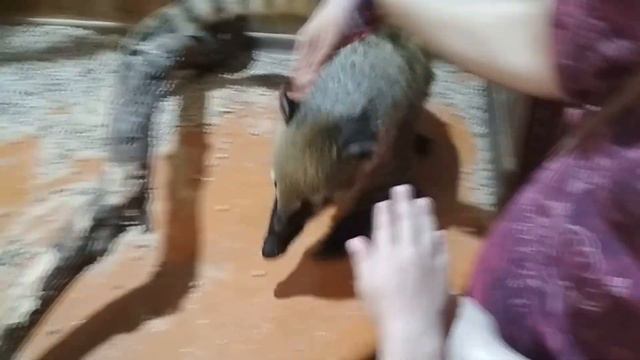 Маленький поросенок и друзья. A little piglet and its friends. смотреть онлайн