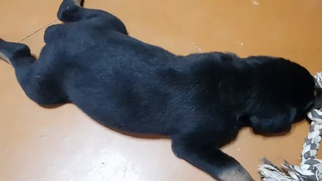 Ротвейлер Ральф и ооочень скользкий пол ) смотреть онлайн