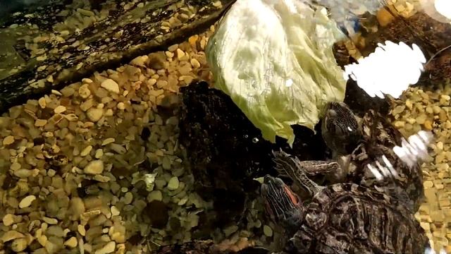 Красноухая черепаха (Trachemys scripta) - описание, кормление, содержание смотреть онлайн