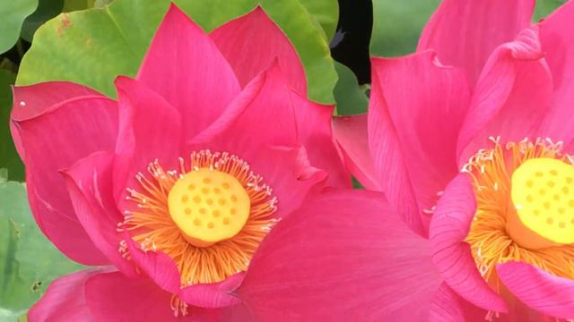 Chu Chu Lotus смотреть онлайн