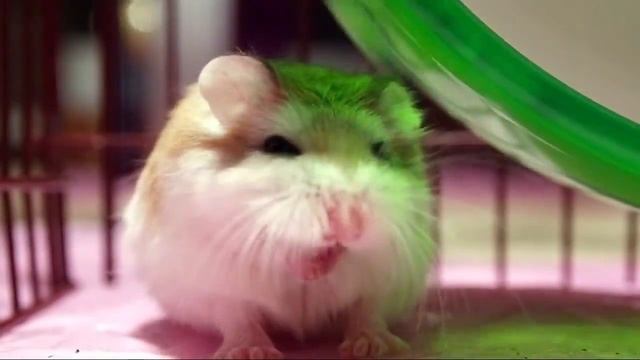 Сонный хомячок зевает. Детская площадка. смотреть онлайн