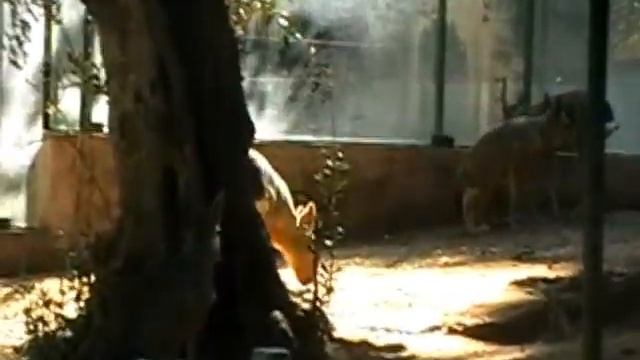 Лиссабонский зоопарк. Зверек мара смотреть онлайн