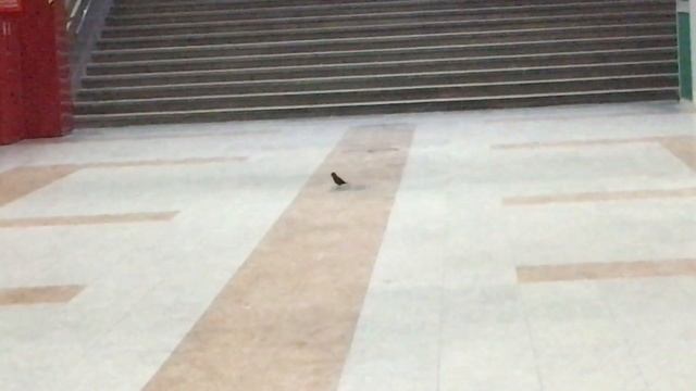 Птичка в метро смотреть онлайн