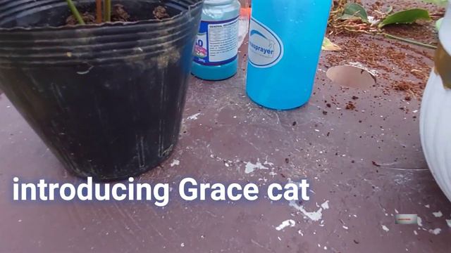 REPOTTING DWARF ANTHURIUM смотреть онлайн