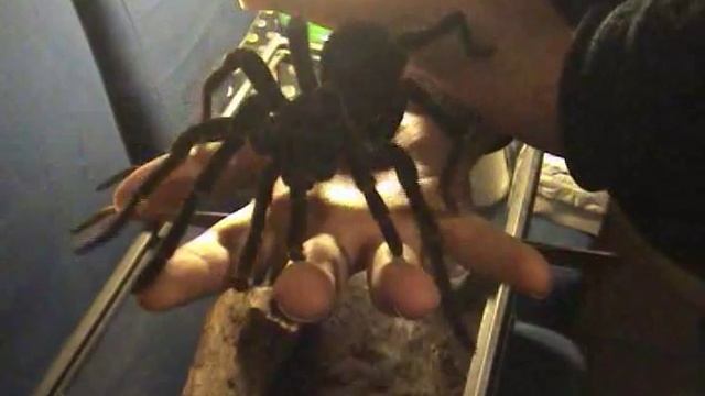 Theraphosa Blondi Male