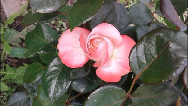 Игорь Северянин Оттого и люблю #стихиолюбви #философскаялирика #поэтыCеребряноговека смотреть онлайн