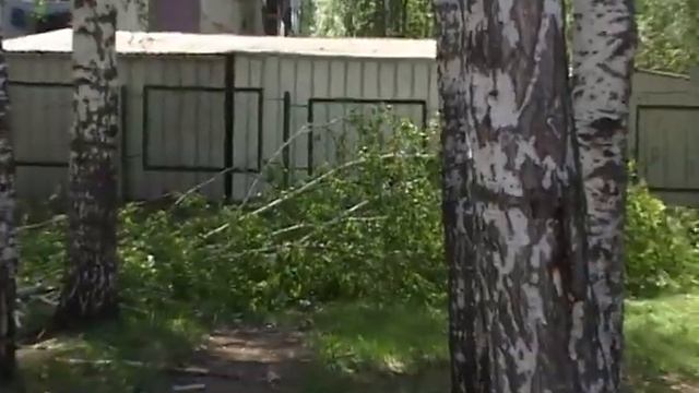 Вырубка деревьев