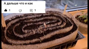 В этом году опять посеяла Астру с помощью кипятка и опять вся взошла!