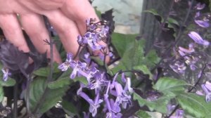 *Plectranthus 'Mona Lavender Plant'* +Lavender Flowers GLOW+