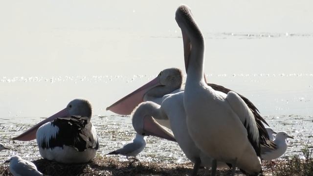 4K PANASONIC CAMCORDER - PELICANS - AUSTRALIA смотреть онлайн
