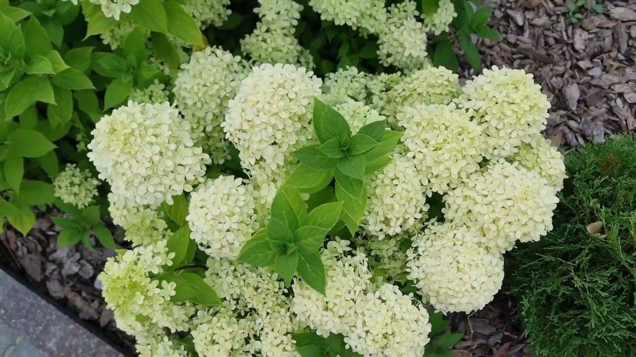 Чебоксары мужской монастырь 9 августа 24 года смотреть онлайн