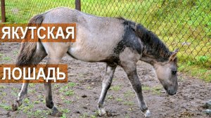 Якутские лошади на ферме в п.Висим. Содержание и разведение лошадей