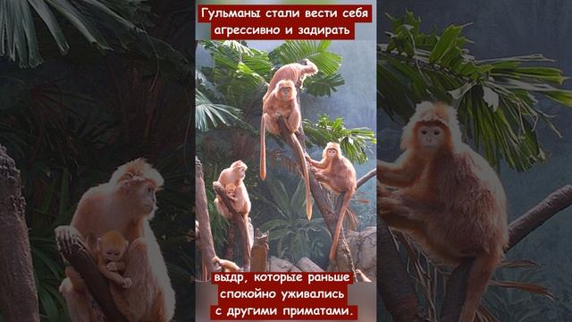 Какие водные обитатели объединились и утопили задиравшую их обезьяну в зоопарке Бронкса? смотреть онлайн