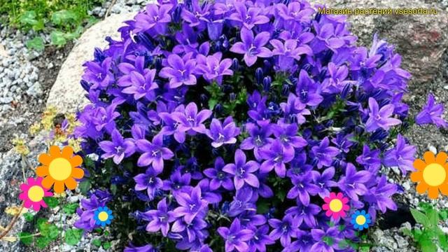 Колокольчик портеншлага Катарина. Краткий обзор, описание Campanula Portenschlagiana Catharina