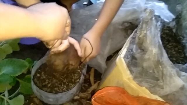 Oregano Plants that repel mosquitoes naturally смотреть онлайн