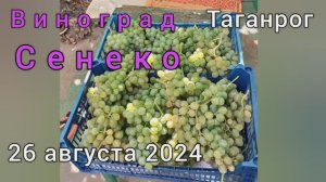 Виноград Сенеко