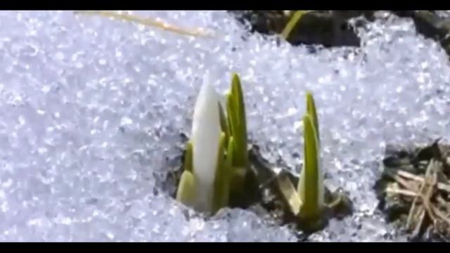 Светлана Казакова песня "Когда Бог создавал эту Землю" смотреть онлайн