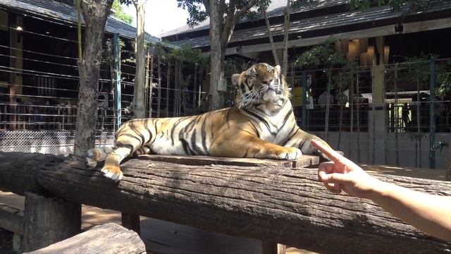 Тайланд # 7 Чиангмай Парк тигров смотреть онлайн