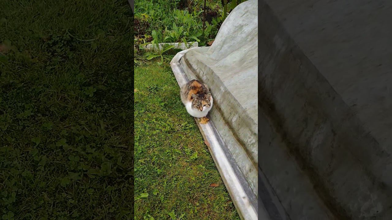 Когда урожай под надежной защитой  #кошка #дача #урожай #бродячийкот #cat #straycats