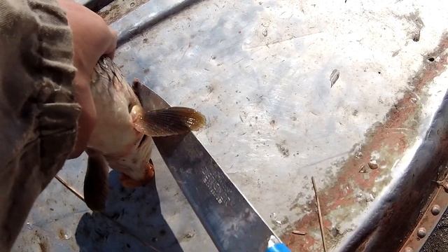 НЕ СЛАВНОЕ ПИТАЛОВО! Какие болезни бывают у рыбы. Такую рыбу есть нельзя! смотреть онлайн