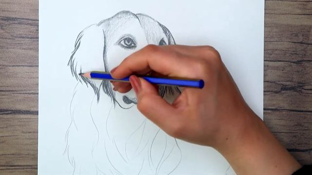 How to Draw Realistic Dog and Cat Step by Step | Pencil Sketch смотреть онлайн