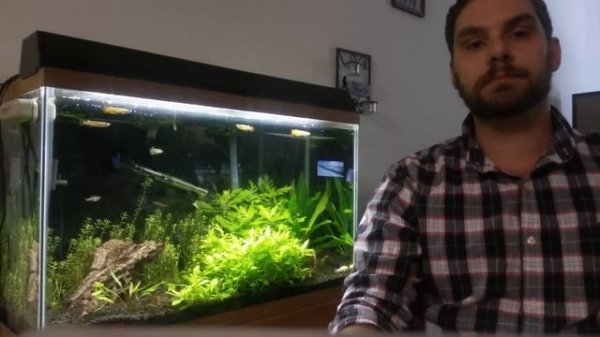 Zebra Danio information and care