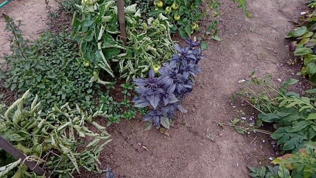 Сорта Базилика в открытом грунте смотреть онлайн