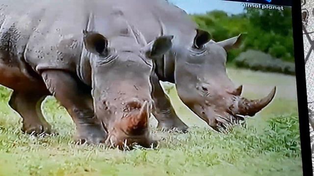 animals planet tv(1) смотреть онлайн