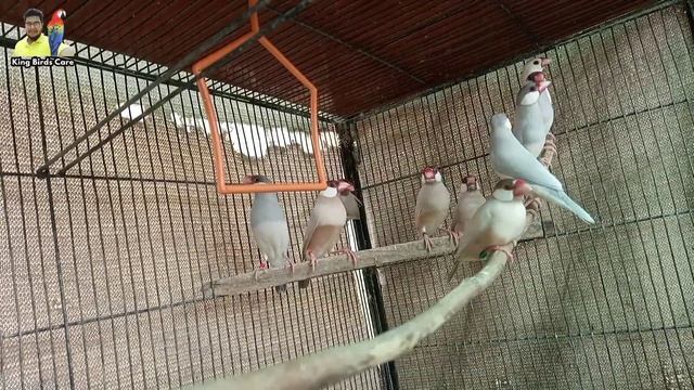 Java sparrow cross breeding | Java bird cross breeding | Java Sparrow mutation | Java finch | Birds смотреть онлайн