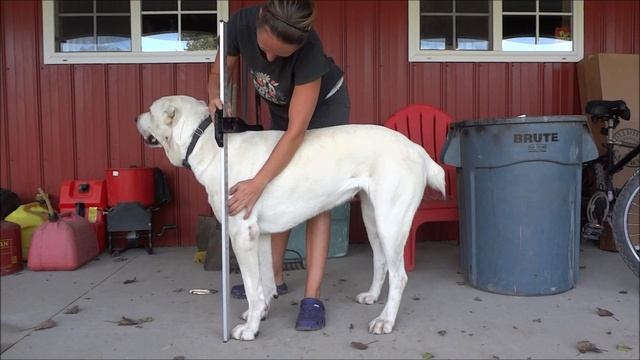 central Asian shepherd Alabai height. Proper tool for measuring dog height. Алабай измерение роста смотреть онлайн