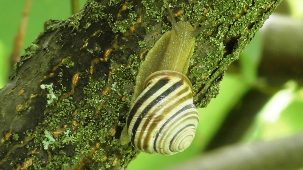Улитка. Австрийская цепея ( Cepaea vindobonensis ) смотреть онлайн